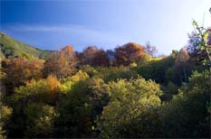 turismo rural en el bosque de muniellos